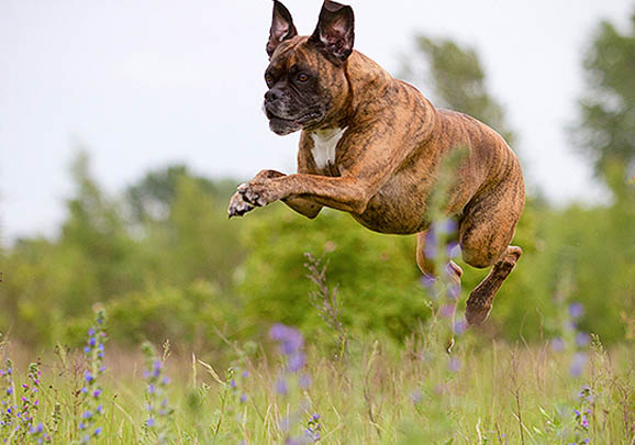 拳師犬和羅威納哪個好