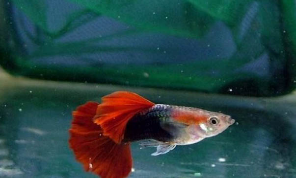 孔雀魚大肚子多久生?