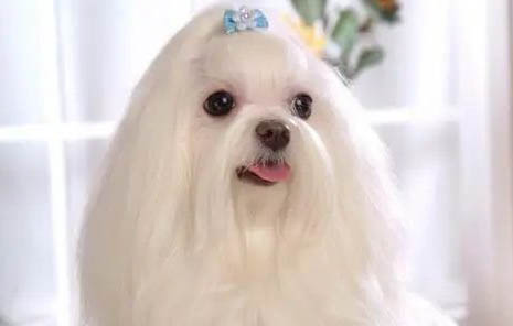 馬爾濟斯犬價格
