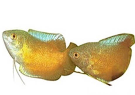 龍魚翻鰓原因及處理方法