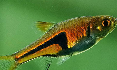 養魚池水渾濁應該怎么處理?