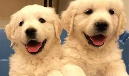 狗狗打完狂犬疫苗后多久能洗澡