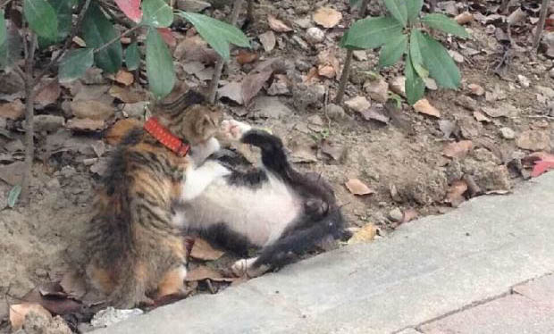 貓總是磨牙什么原因