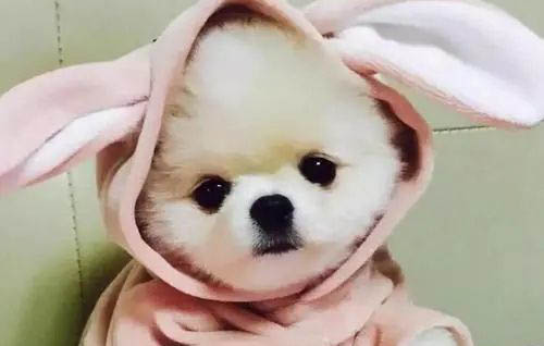 狗為什么會(huì)喜歡吃屎?