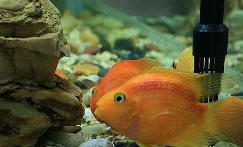 什么時候給魚缸打氧
