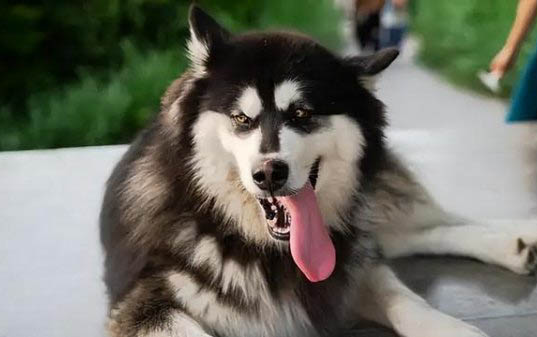阿拉斯加雪橇犬能喝自來水嗎為什么