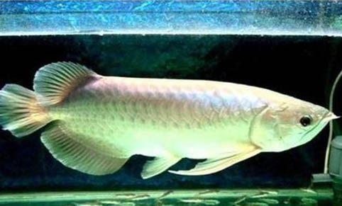 金龍魚水溫多少度最好