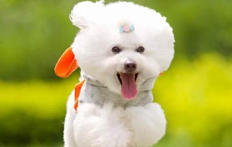 狗狗可以吃糖炒栗子嗎?