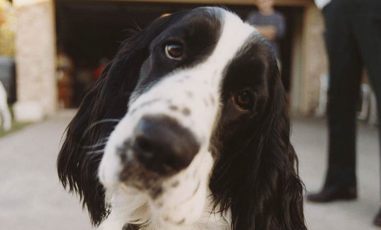 史賓格犬缺點(diǎn)有哪些
