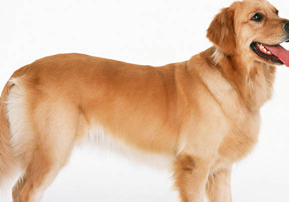 金毛犬分辨純不純?