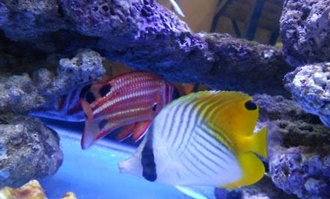 海馬科海水魚飼養方法