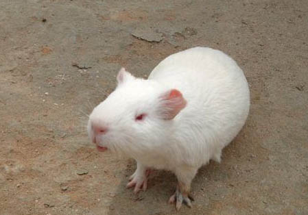 白色黑眼天竺鼠的飼養環境