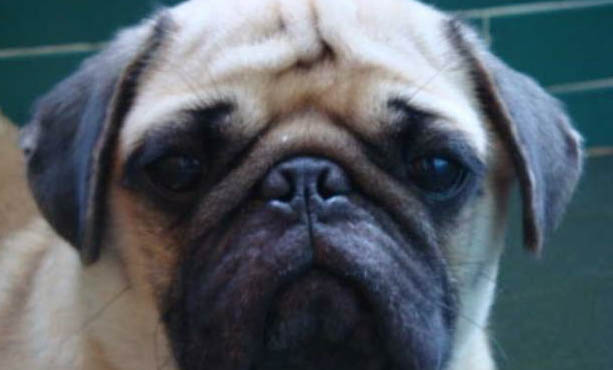 狗狗得了狂犬病還能活多久
