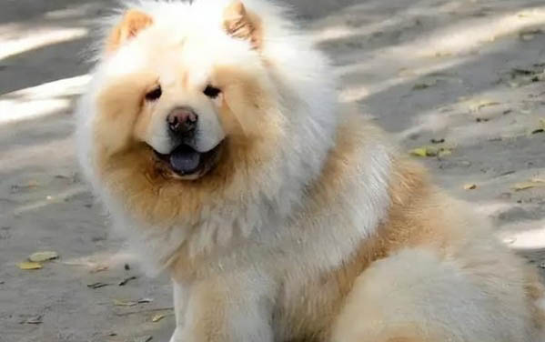 狗突然吐白沫抽搐死亡是什么原因?