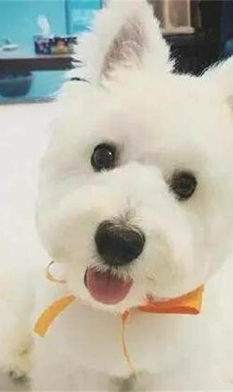 狗狗用人的沐浴露會怎么樣