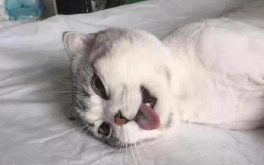 貓咪拉血了怎么辦