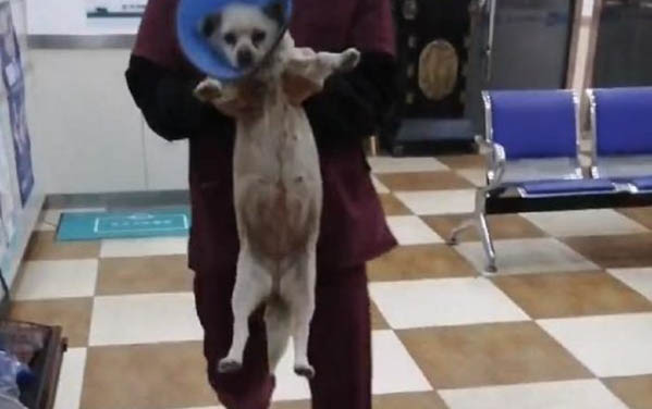 狗能不能吃魚