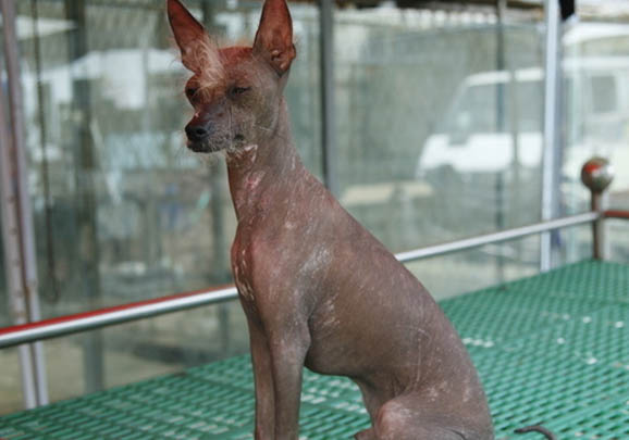 中國冠毛犬不愛吃東西的原因及處理方法