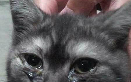 貓懷孕幾個月生產出來