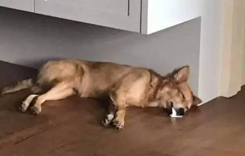 狗狗淚痕能去掉嗎怎么去除