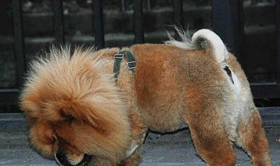 松獅犬臨終前征兆