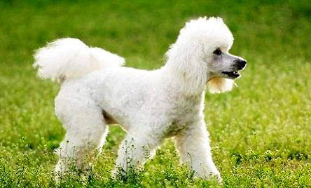 貴賓犬口嗅原因及處理方法