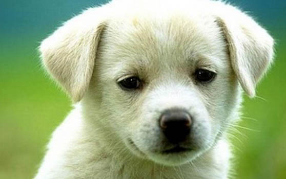 狗狗掉牙后還能活幾年
