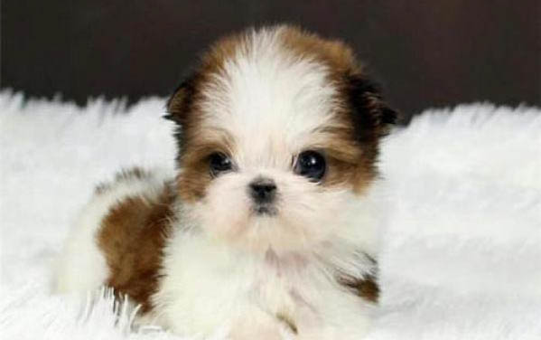 茶杯犬最便宜多少錢