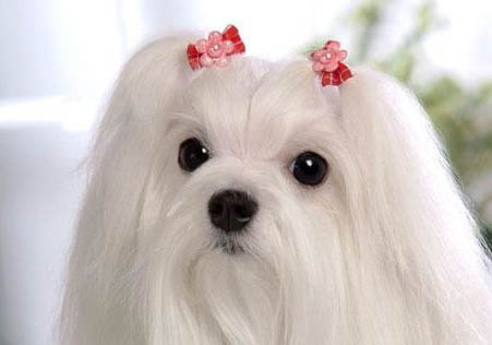 馬爾濟(jì)斯犬價(jià)格