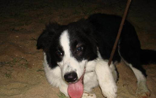怎么冰島牧羊犬才能不亂拉屎