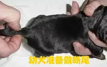 為什么狗狗的鼻子會褪色