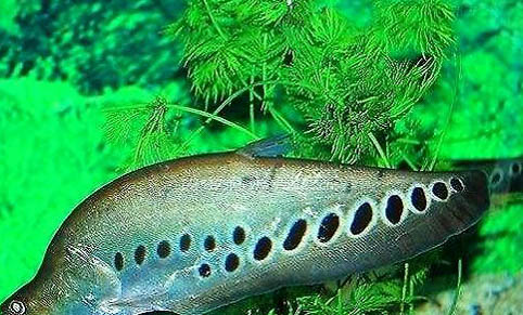 七星刀魚到底是養(yǎng)單還是雙呢