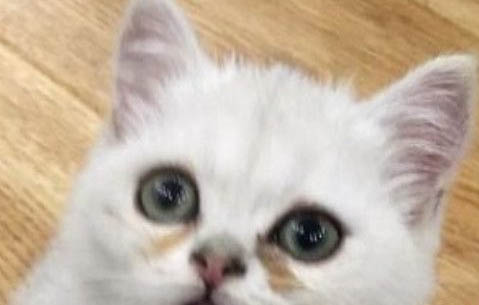 小貓從出生到發育成熟需要幾個月?