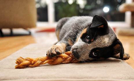 如果狗狗得了狂犬病會有哪些癥狀