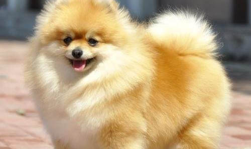 博美犬每天晚上咳嗽很厲害怎么辦