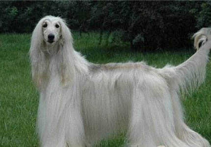 美國水獵犬不能吃什么