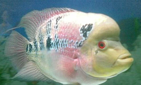 怎么樣才能養好羅漢魚呢