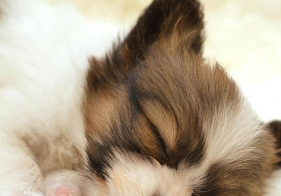 中亞牧羊犬是哪個國家的