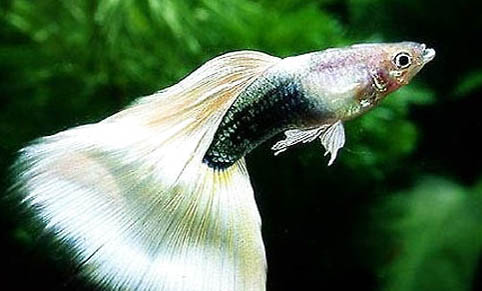 孔雀魚一次能生多少