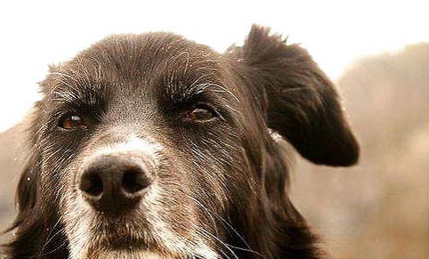 老年犬喂養(yǎng)需要注意什么問題