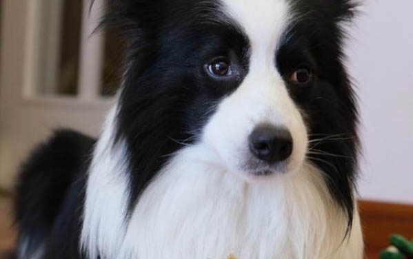 窩不咳犬用藥在哪里買