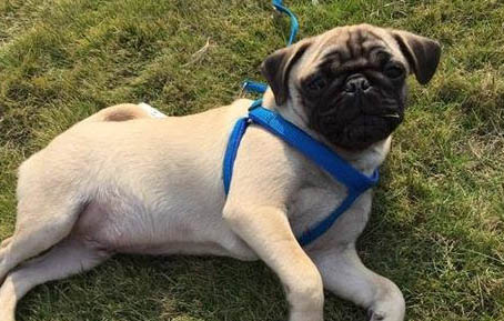 巴哥犬冬天可以放室外