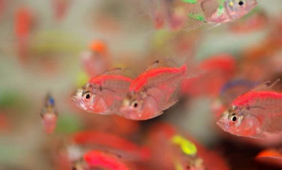 觀(guān)賞魚(yú)常見(jiàn)寄生蟲(chóng)病有哪些