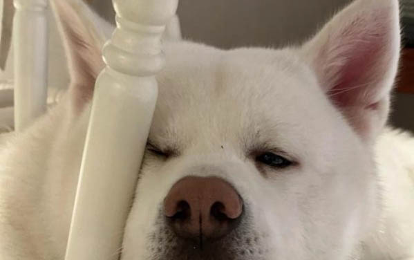 狗狗可不可以不做絕育