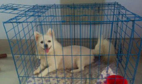 雪狐犬和銀狐犬有什么區別