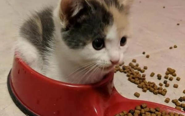 貓肚子很硬不拉屎