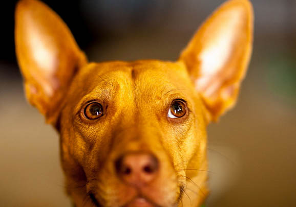 美國水獵犬軟骨病怎么治
