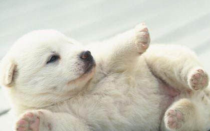 怎樣訓練幼犬