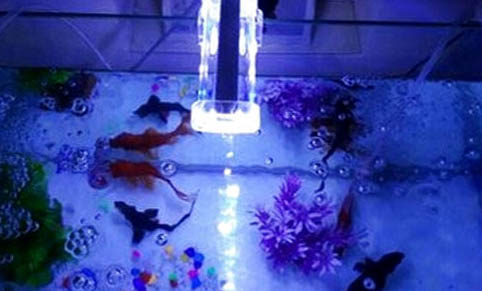1米2魚缸多久換一次水?