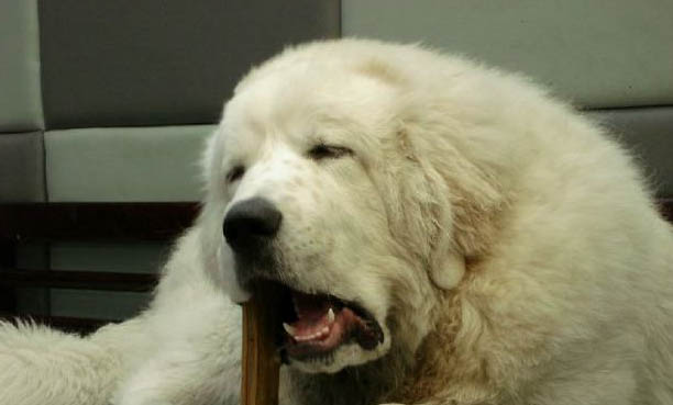 寵物犬止痛藥有哪些